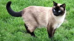 Unde sunt cafenelele de pisici?